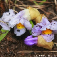 <i>Aeginetia acaulis</i>  (Roxb.) Walp.